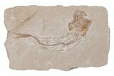 Bargain, Cretaceous Fossil Fish - Lebanon #218816-1